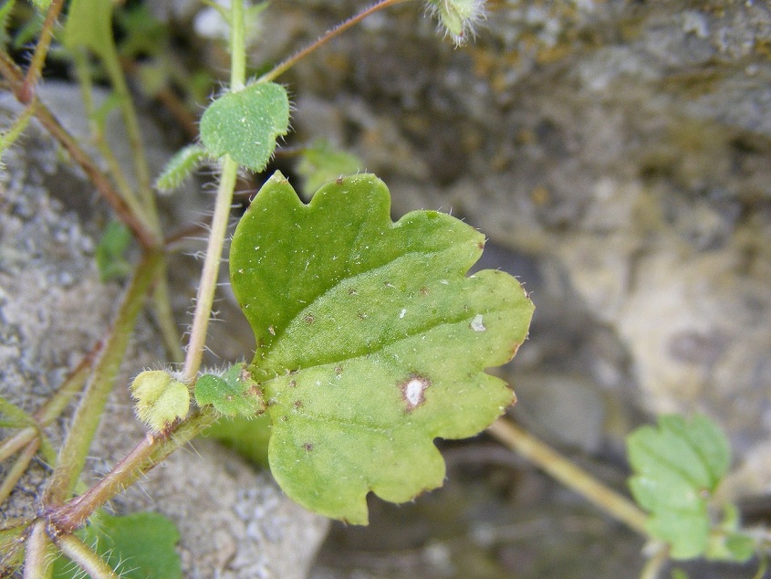 Veronica cymbalaria / Veronica a foglie di Cimbalaria